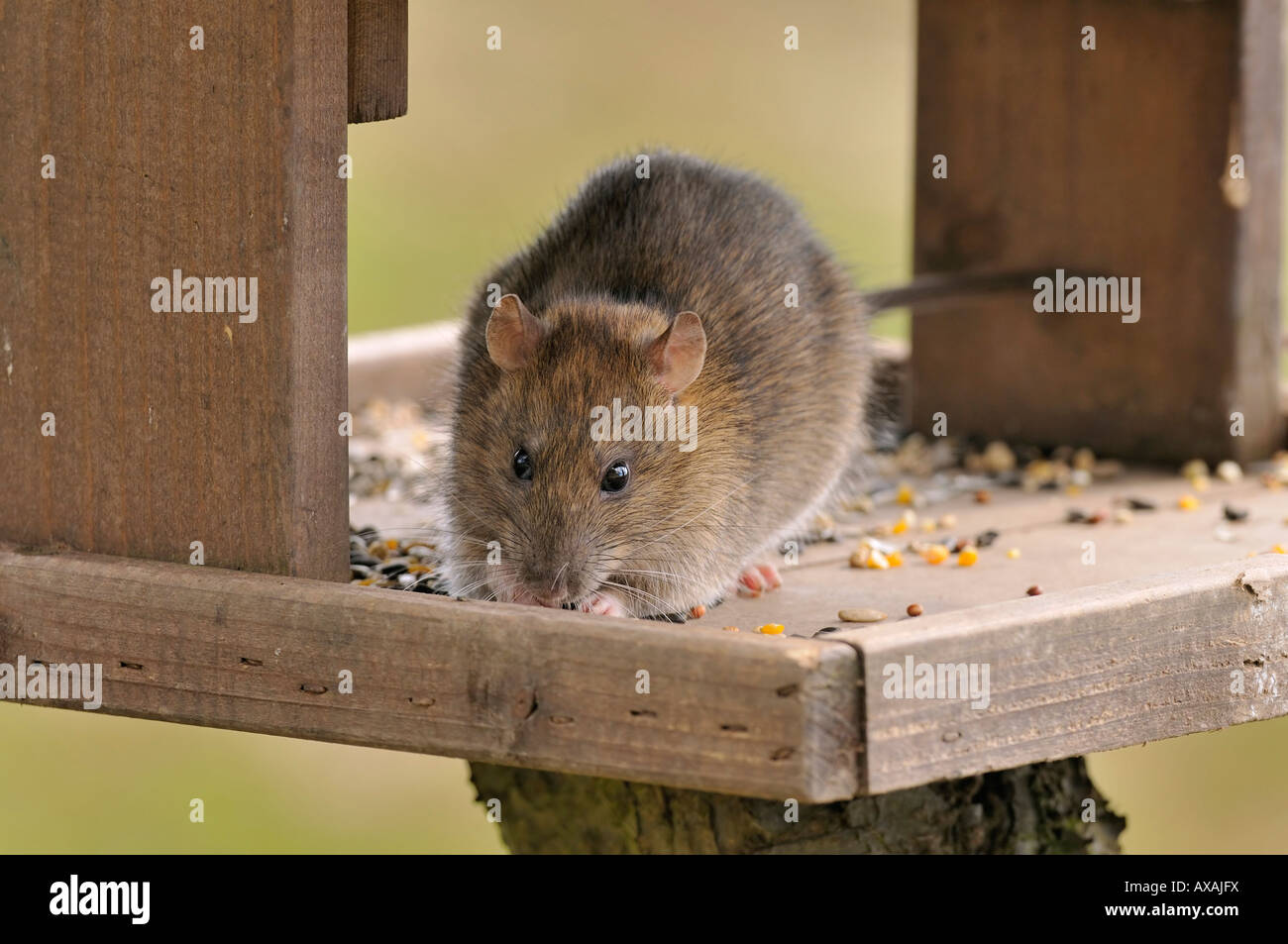 Braune Ratte Rattus Norvegicus Überfälle Gartenvogel Tabelle für Saatgut Stockfoto