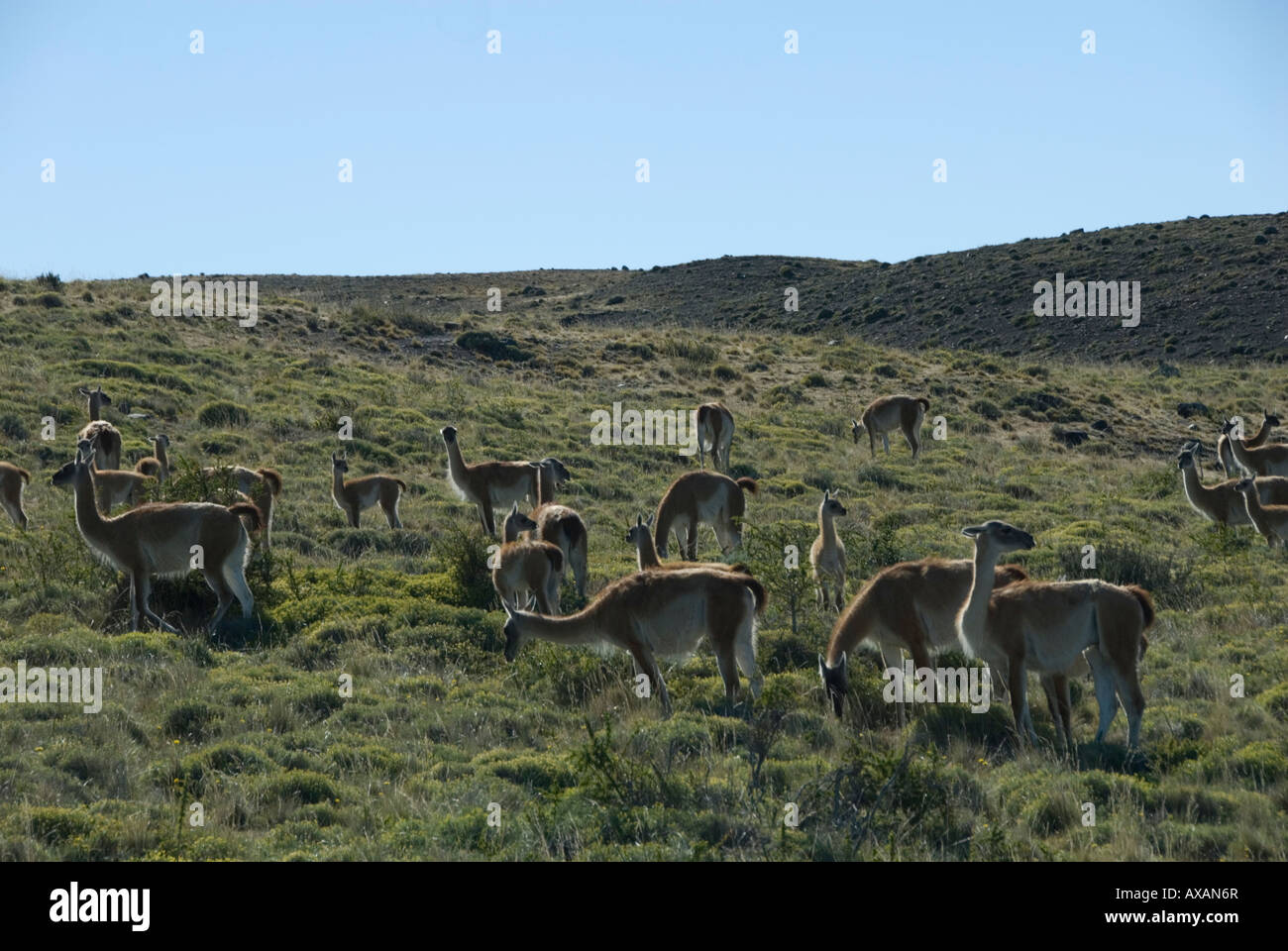 Südchile, Torres del Paine Nationalpark Stockfoto