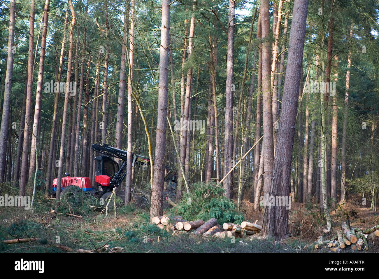 Forstverwaltung arbeitet an Föhren an Ockham gemeinsame Surrey UK Stockfoto
