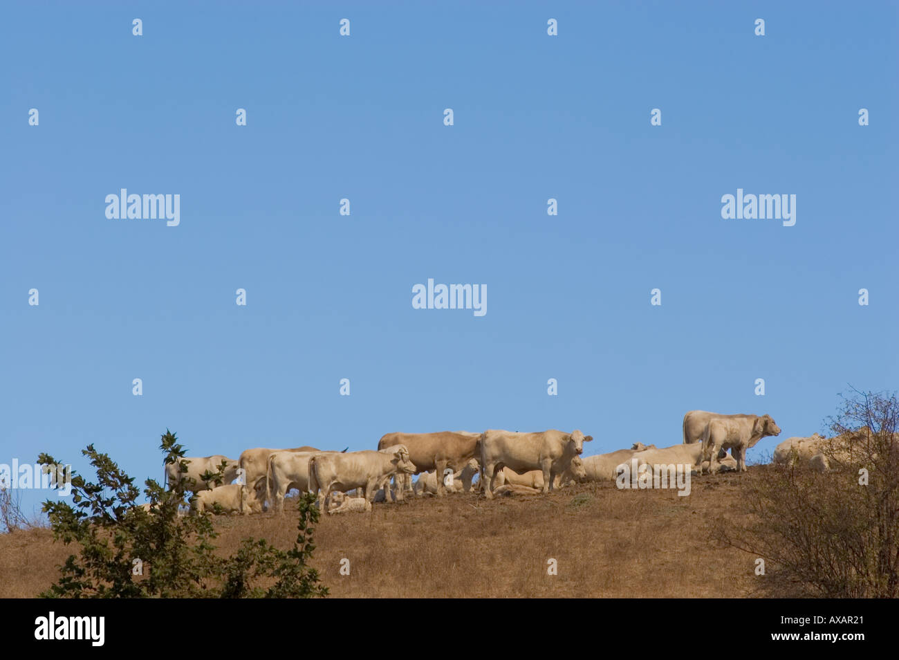 Weißen Rinder Stockfoto