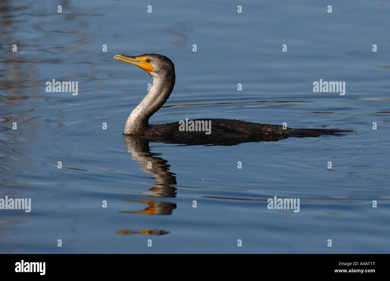 Doppelte Crested Kormoran Phalacrocorax Auritus Winterschwimmen Erwachsenen Florida USA Stockfoto