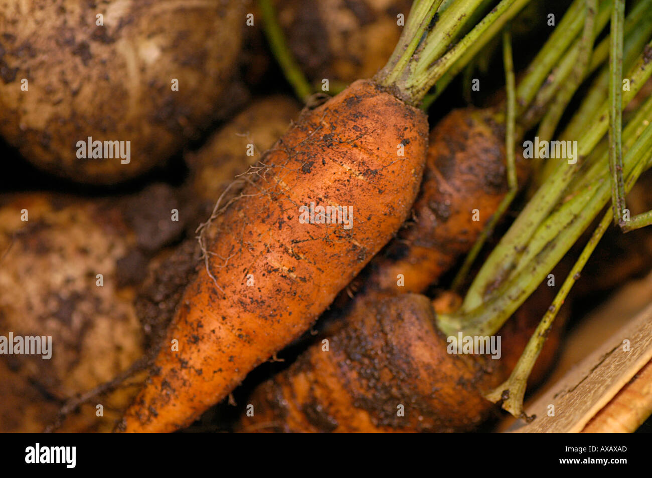 PR-Gemüse aus einem Oragnic Garten Stockfoto