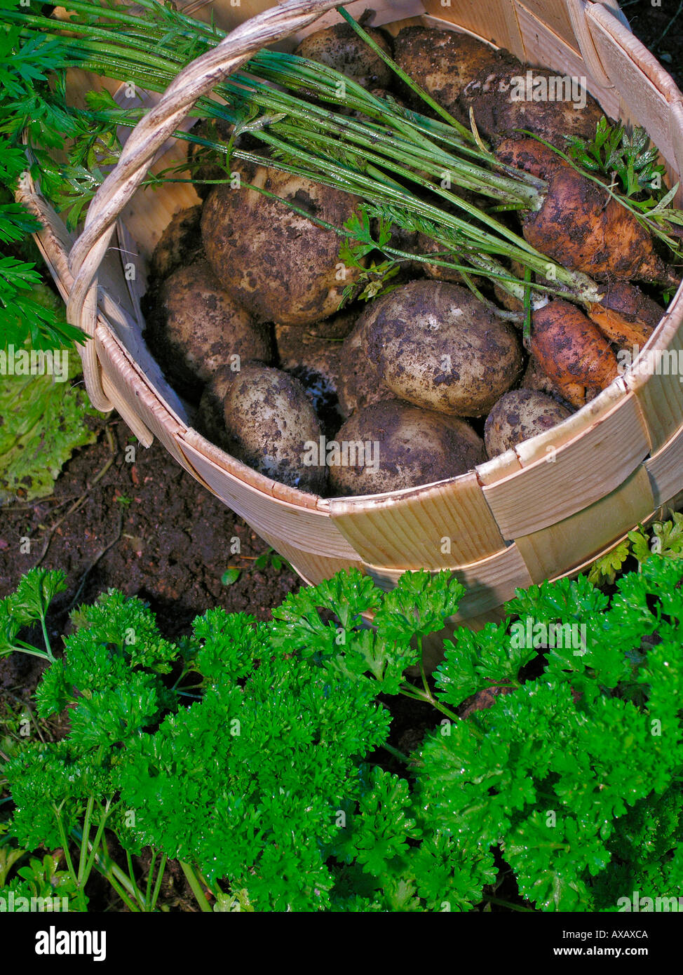 PR-Gemüse in einem Oragnic Garten Stockfoto