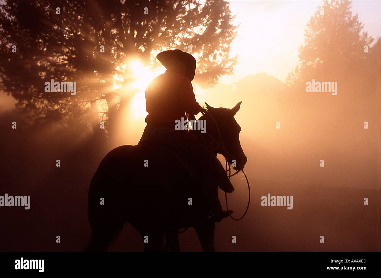 Cowboy auf Pferd mit Sonnenstrahlen im Staub Stockfoto