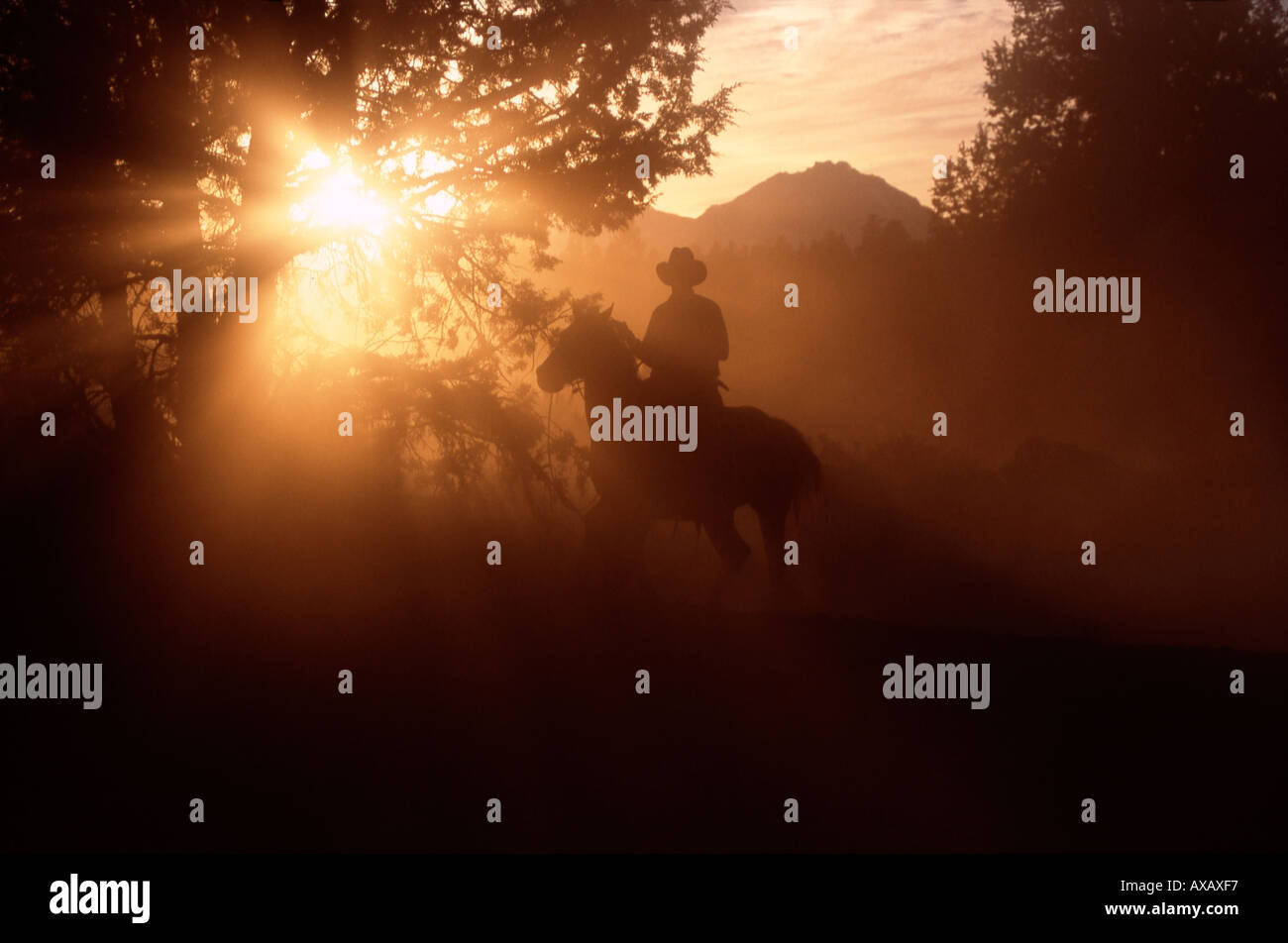 Cowboy zu Pferd in der Nähe eines Baumes in den Sonnenstrahlen Stockfoto