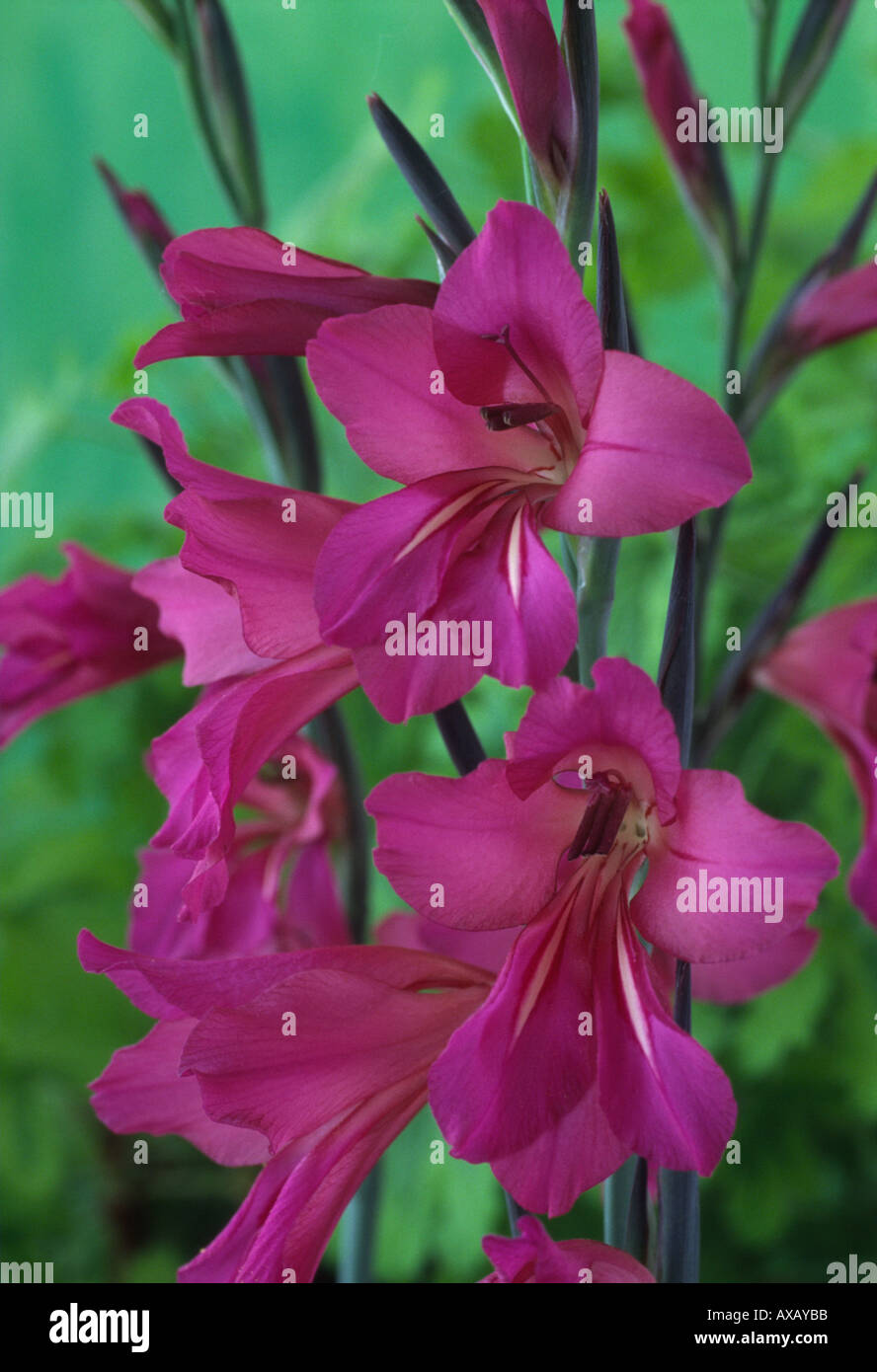 Gladiolus Communis Subsp Byzantinus AGM Stockfoto