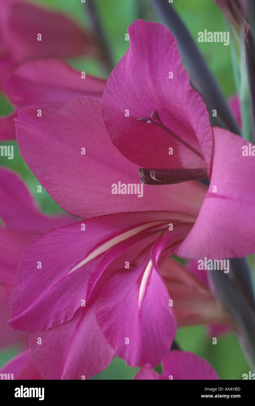 Gladiolus Communis Subsp Byzantinus AGM Stockfoto