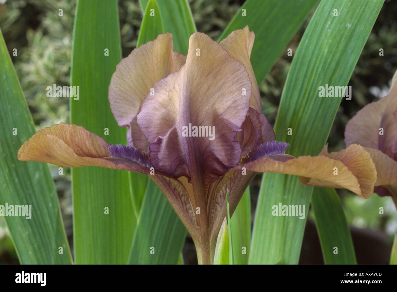 Iris 'Jiansada'. Standard-Zwerg-Bartiris. Stockfoto