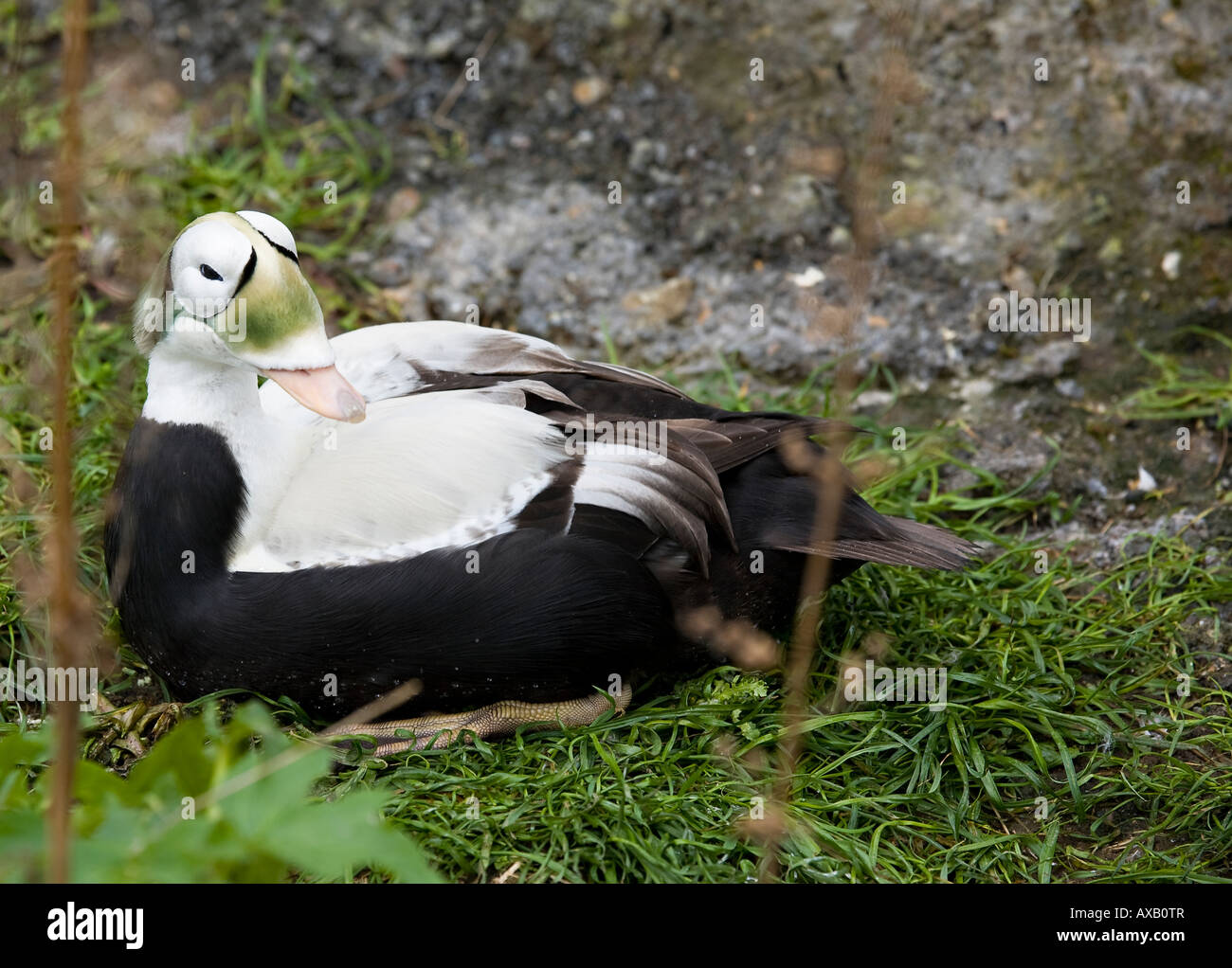Porträt einer erwachsenen männlichen, auf Gras sitzenden eiderigen Ente (Somateria fischeri) im Frühling Stockfoto