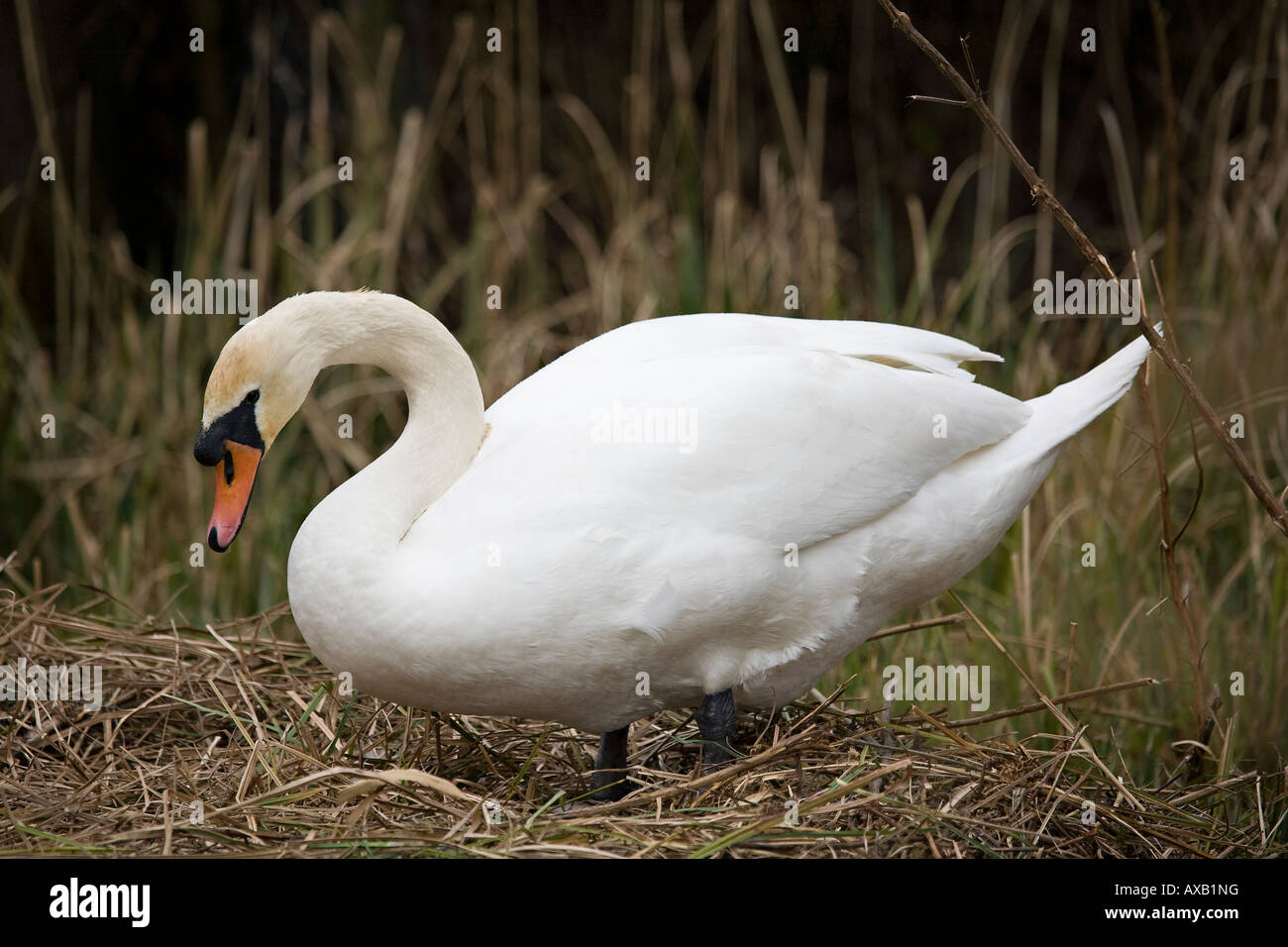 Ein einziger Erwachsener Mute Swan (Cygnus olor), der im frühen Frühling ein Nest baut. West Sussex, England, Großbritannien Stockfoto