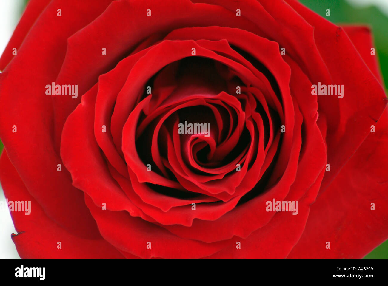 Rote rose Stockfoto