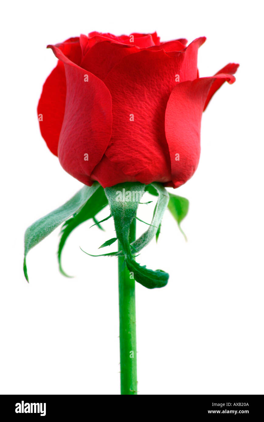 Der roten rose -Fotos und -Bildmaterial in hoher Auflösung – Alamy