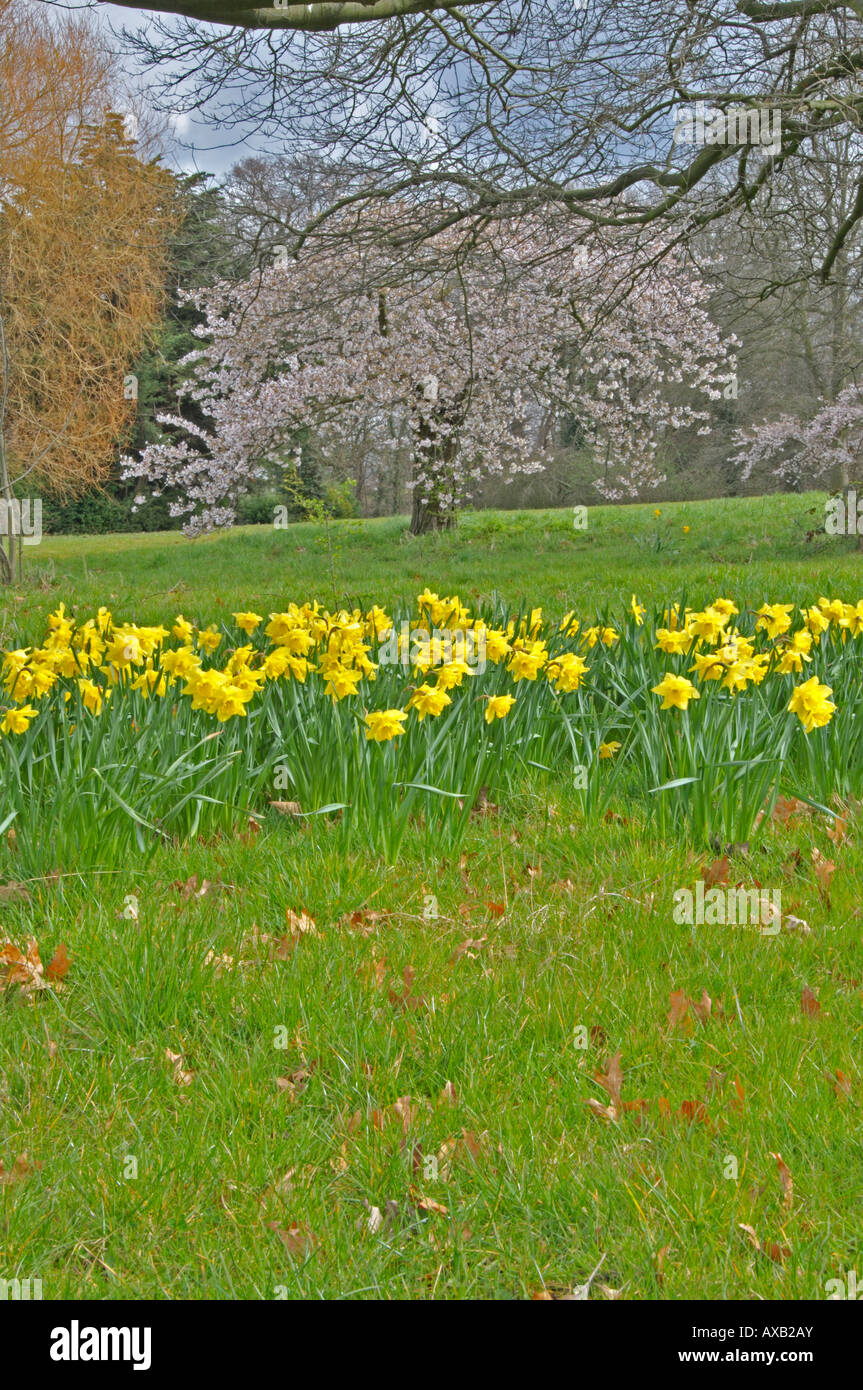 Narzissen und Kirsche Blossom3 Stockfoto