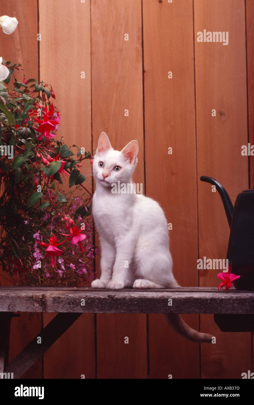 Red Lynx Point Tabby Point siamesische Kätzchen sitzen auf Bank mit Fuschia Pflanzen PR118 158109 Stockfoto