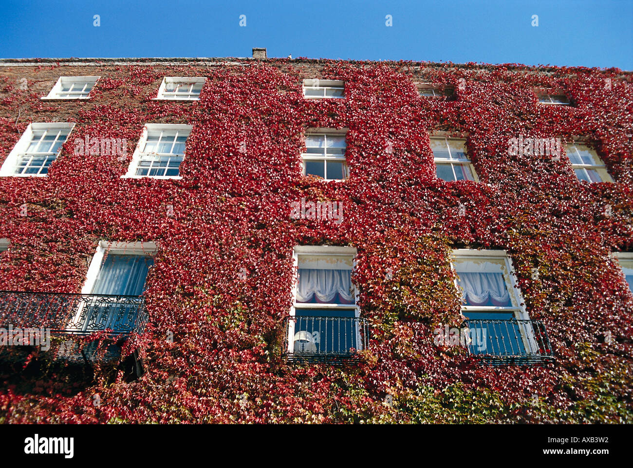 Hausfassade mit efeu bewachsen -Fotos und -Bildmaterial in hoher Auflsung   Alamy