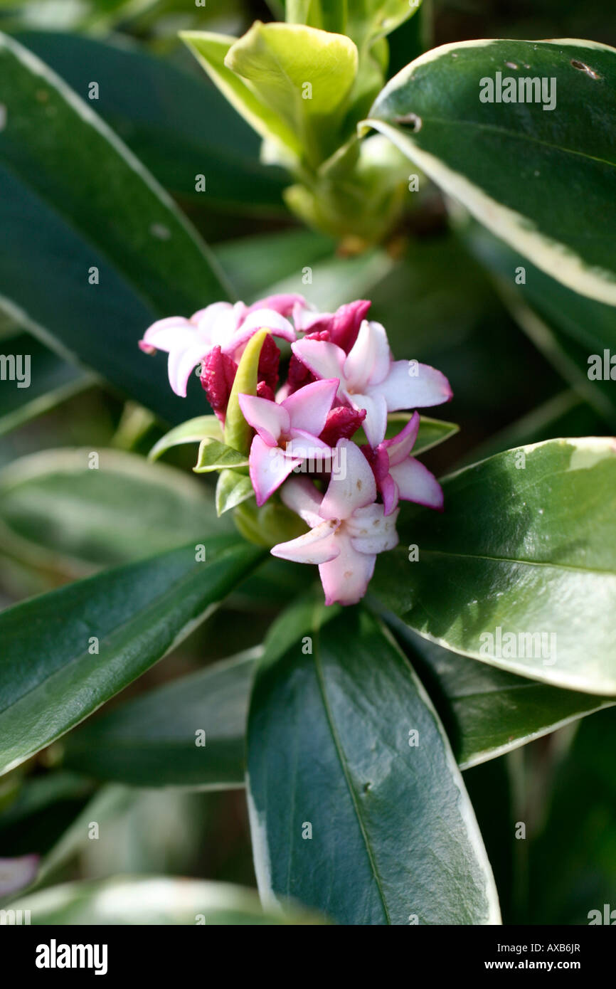 Daphne aureomarginata -Fotos und -Bildmaterial in hoher Auflösung – Alamy