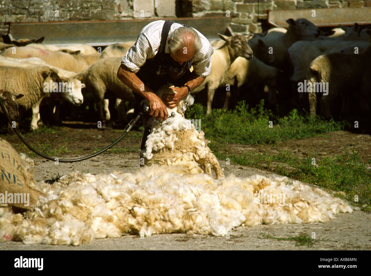 Tiere Mensch Scherende Schafe auf der farm Stockfoto