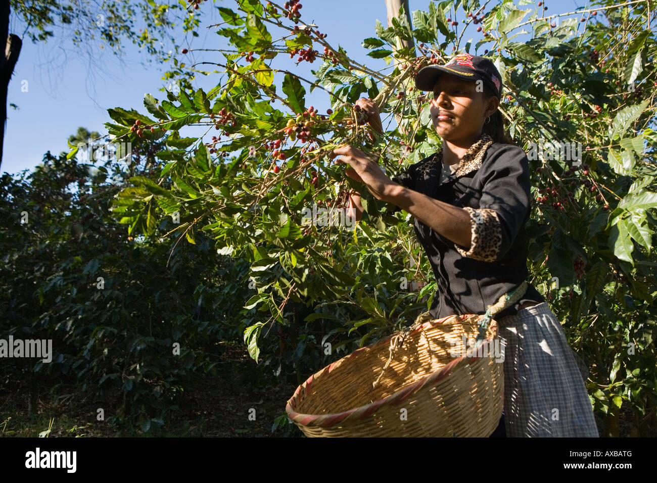 Campesino weibliche Frau Kommissionierung Bourbon Kirschen auf Finca Jacaranda Kaffee Plantage El Salvador Stockfoto