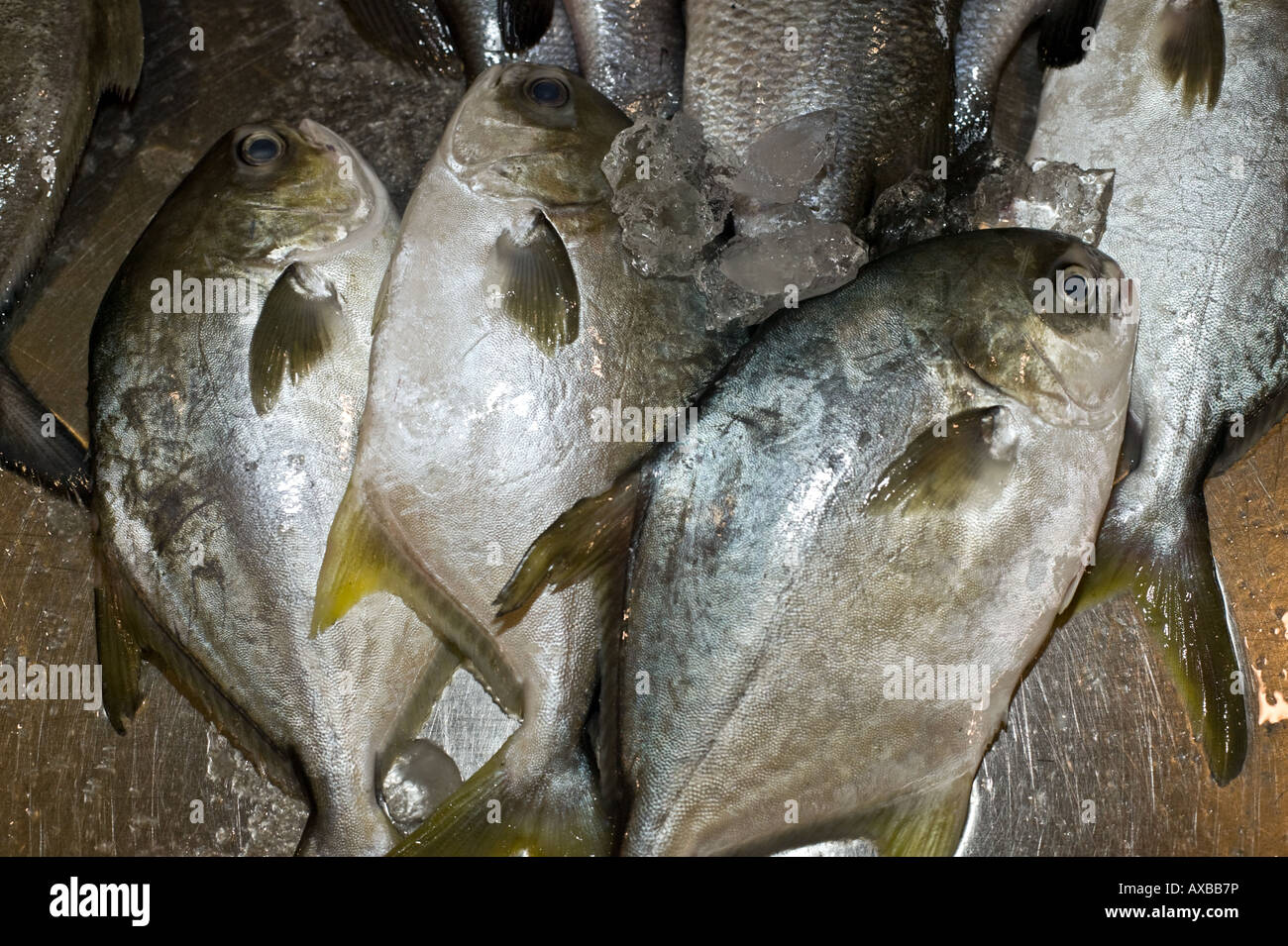 silberne Butterfische Stockfoto