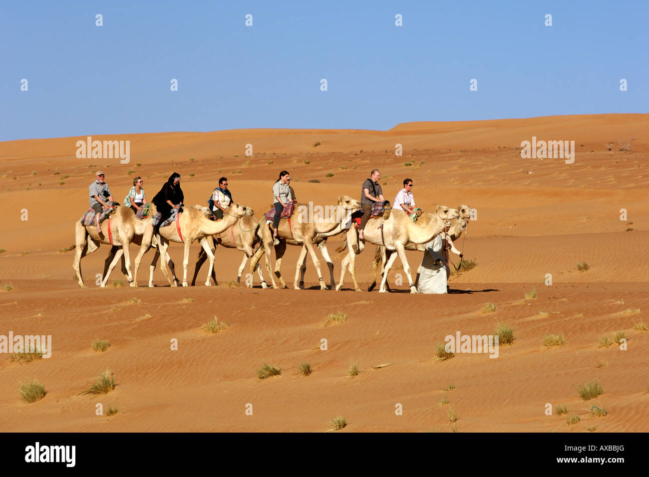 Touristen, Kamelreiten in Wahiba Sands (Ramlat al Wahaybah) in Oman. Stockfoto