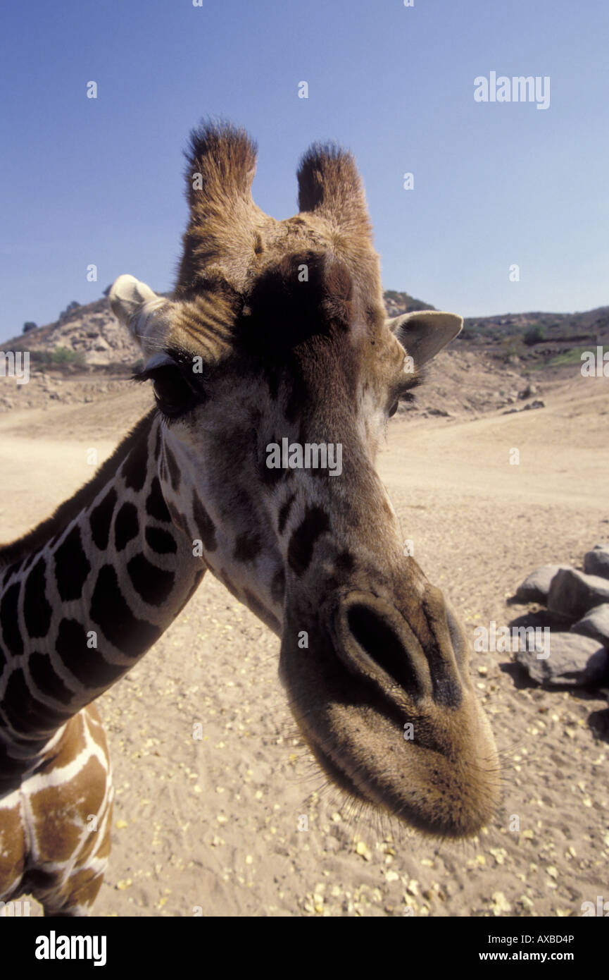 Giraffe Kopf Nahaufnahme, draußen, San Diego Zoo, Kalifornien, USA Stockfoto