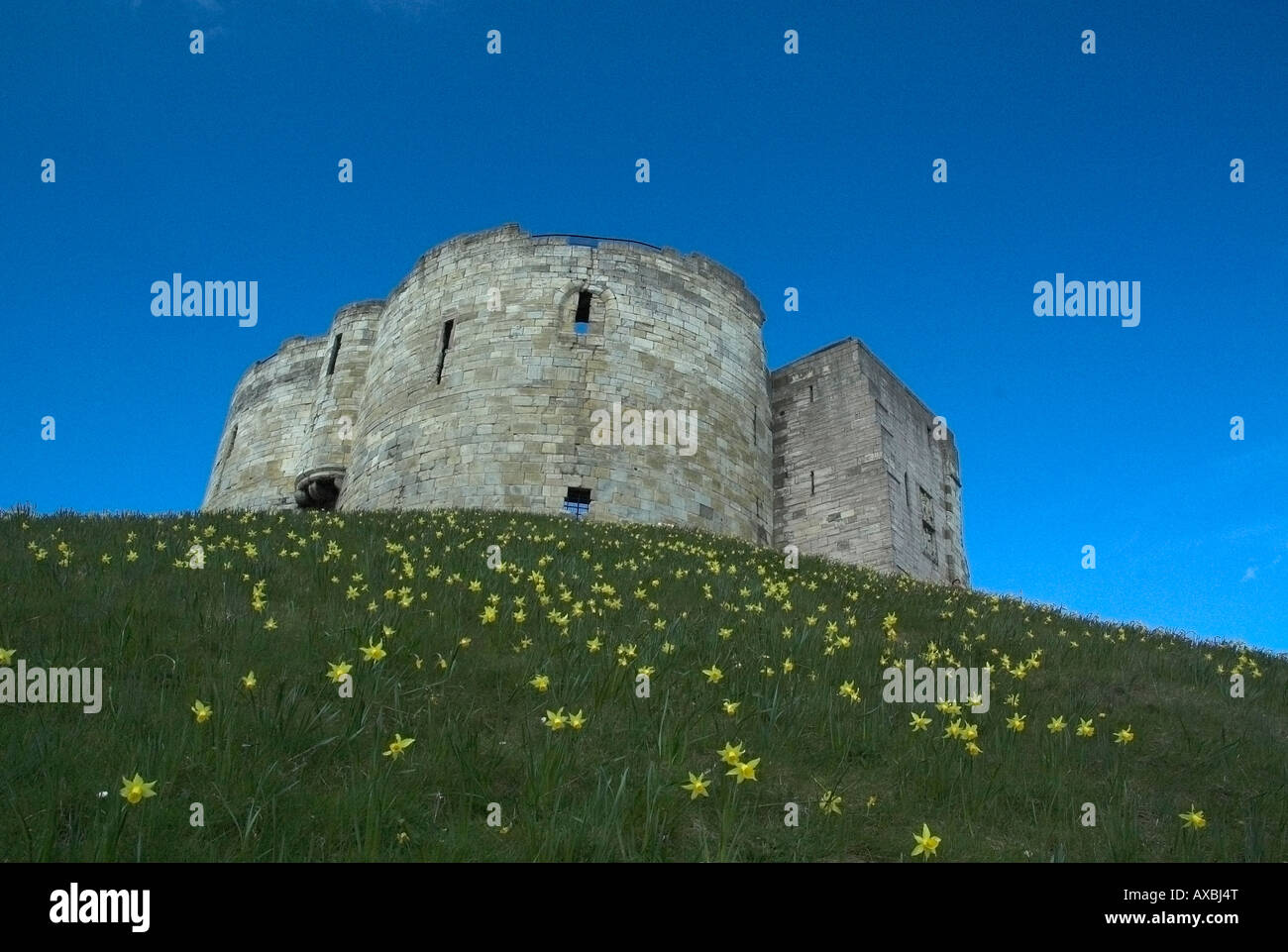 Cliffords Tower. York, England. Einen sonnigen Tag im Frühjahr mit Narzissen am Hang des Hügels Stockfoto