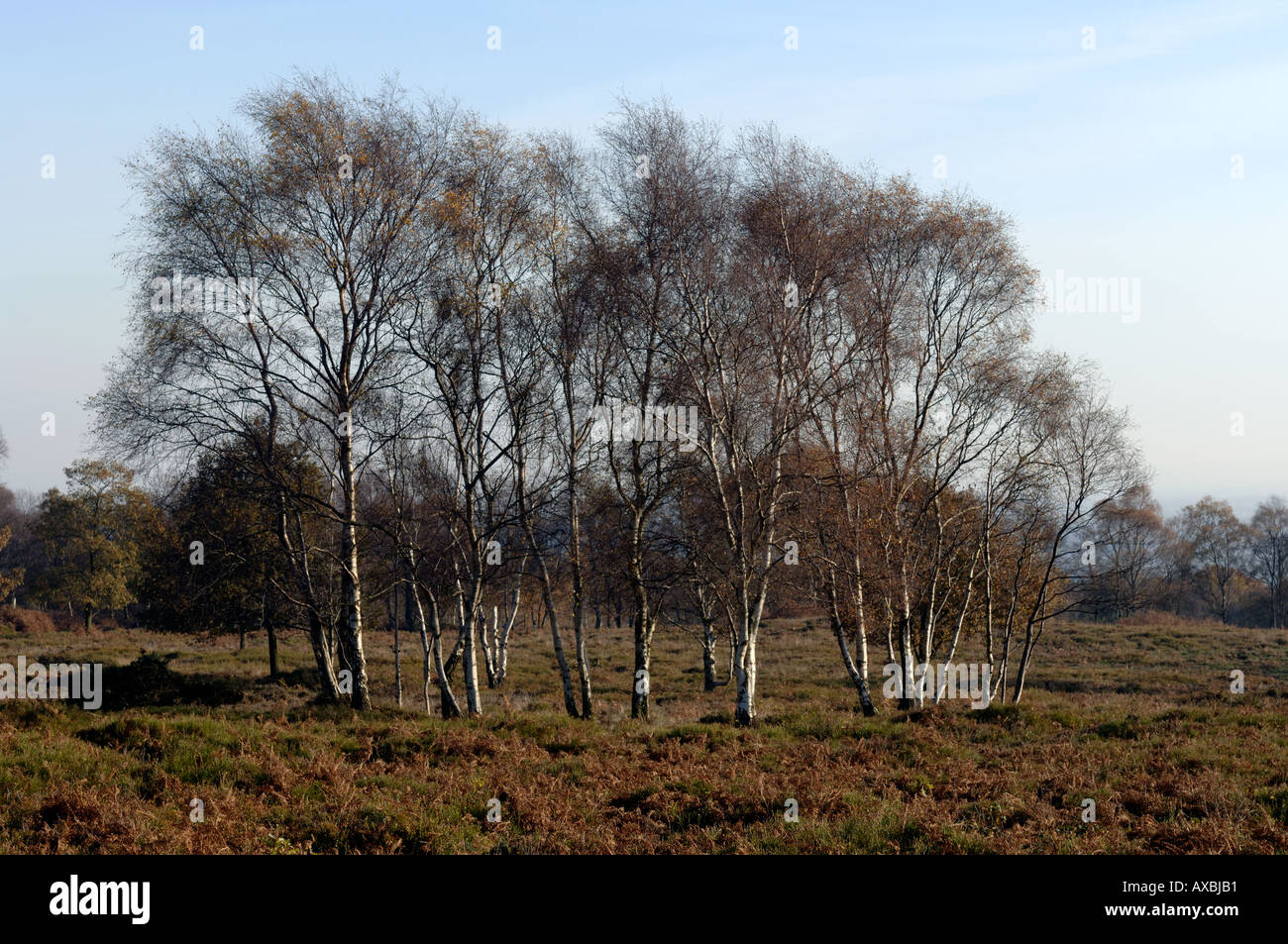 Silber Birken auf Bickerton Hügel Heideland Cheshire England UK Stockfoto