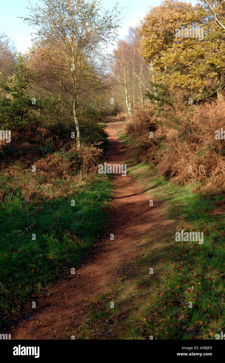 Wanderweg auf Bickerton Hill Cheshire England UK Stockfoto