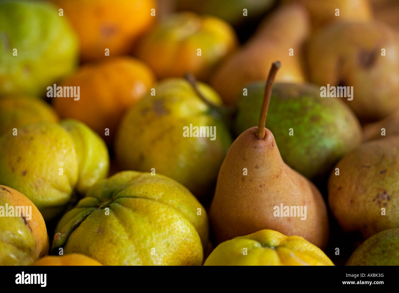 Orangen und Birnen Bio homegrown Stockfoto