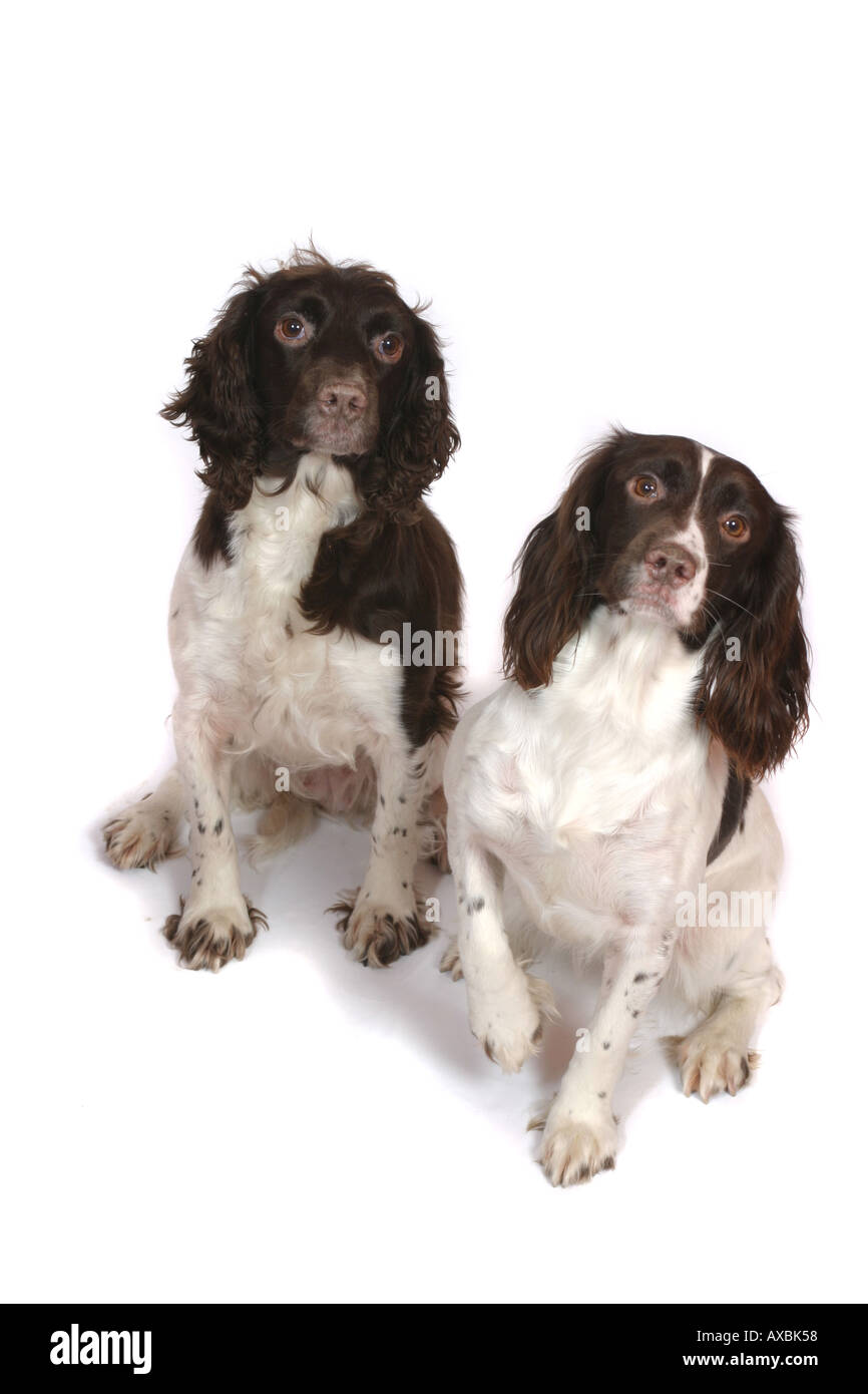 Zwei Springer Spaniel Hunde fotografiert vor einem weißen Hintergrund Stockfoto