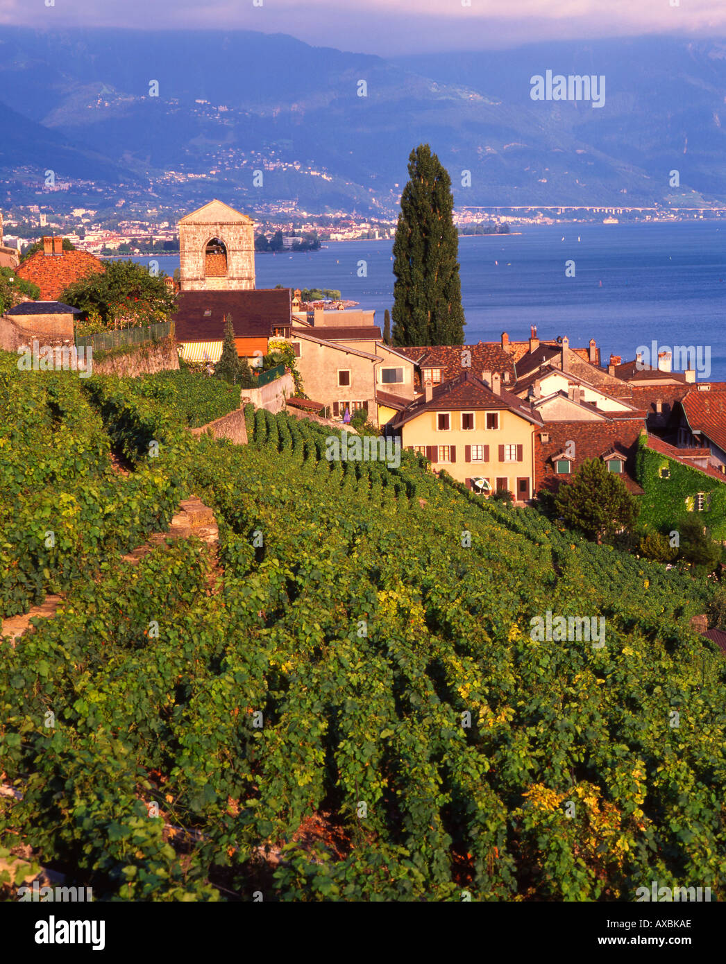 Der Schweiz Lac Leman St-Saphorin terrassierten Weinberg Stockfoto