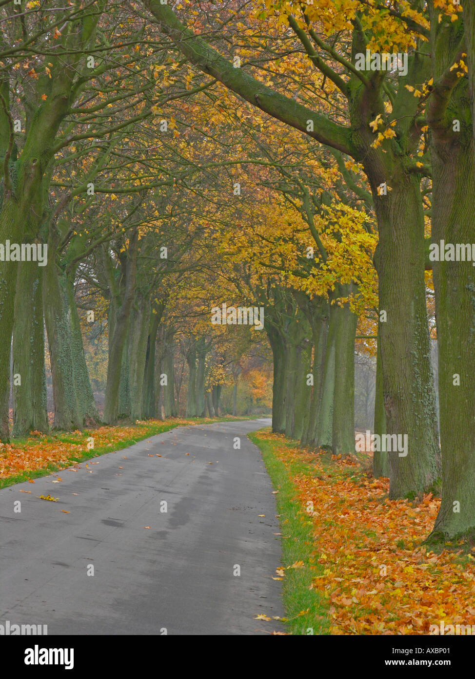 gerade leer Land Straße Avenue im Herbst mit Bäumen in bunten Blättern Stockfoto