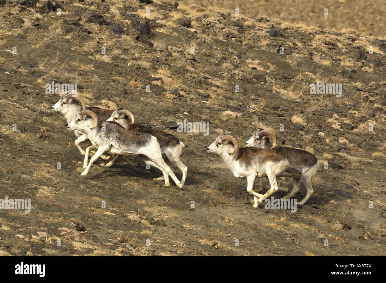 Marco Polo Argali, Argali, Arkhar (Avis Ammon Polii), doch Herde, Tadschikistan, Pamir-Gebirge, Pamir-Plateau Stockfoto