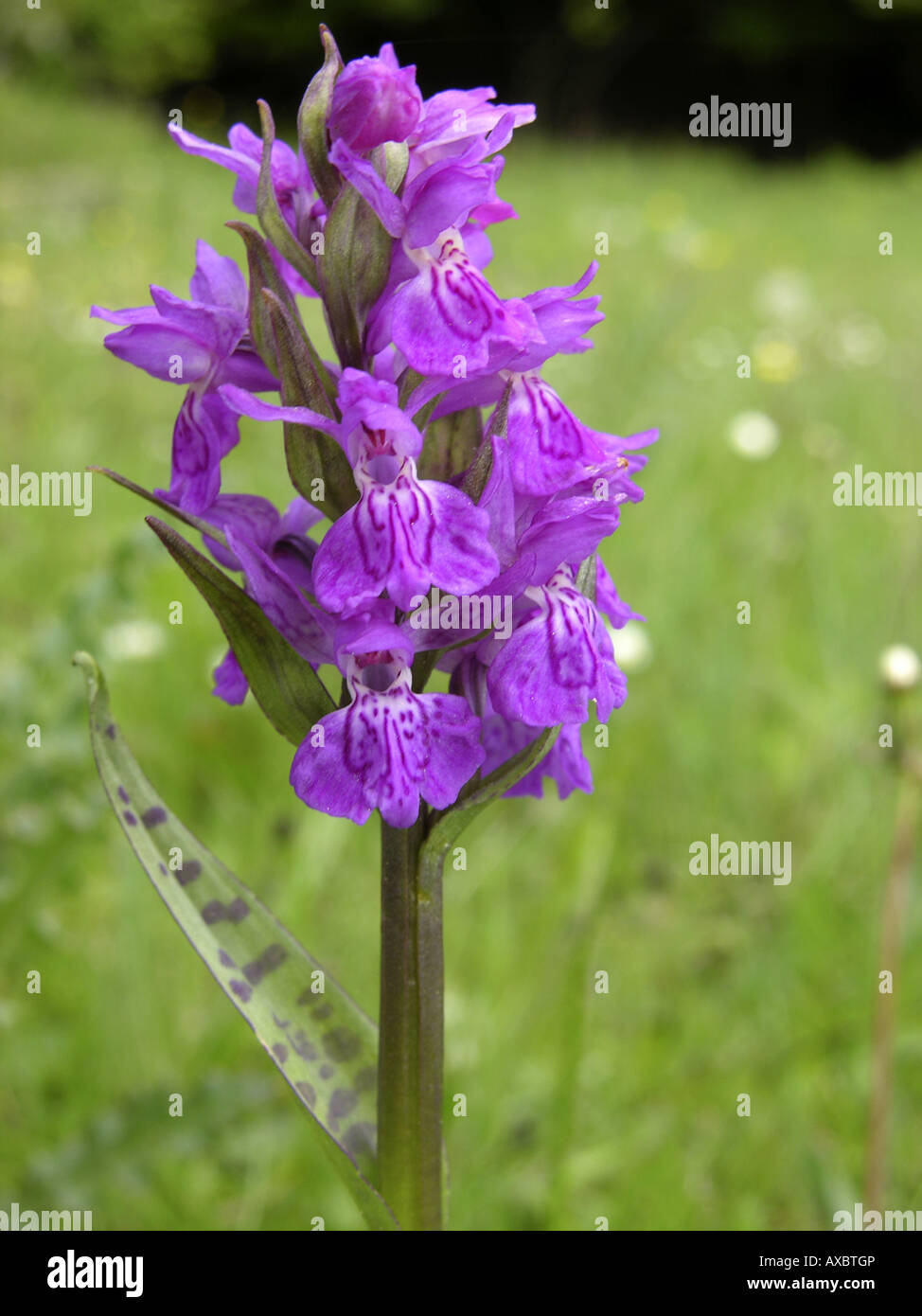 westlichen Knabenkraut (Dactylorhiza Majalis), Blütenstand Stockfoto