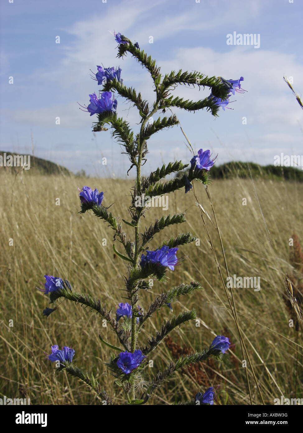 Blueweed, blauer Teufel, viper's Bugloss, gemeinsame Viper-Bugloss (Echium Vulgare), Blütenstand Stockfoto