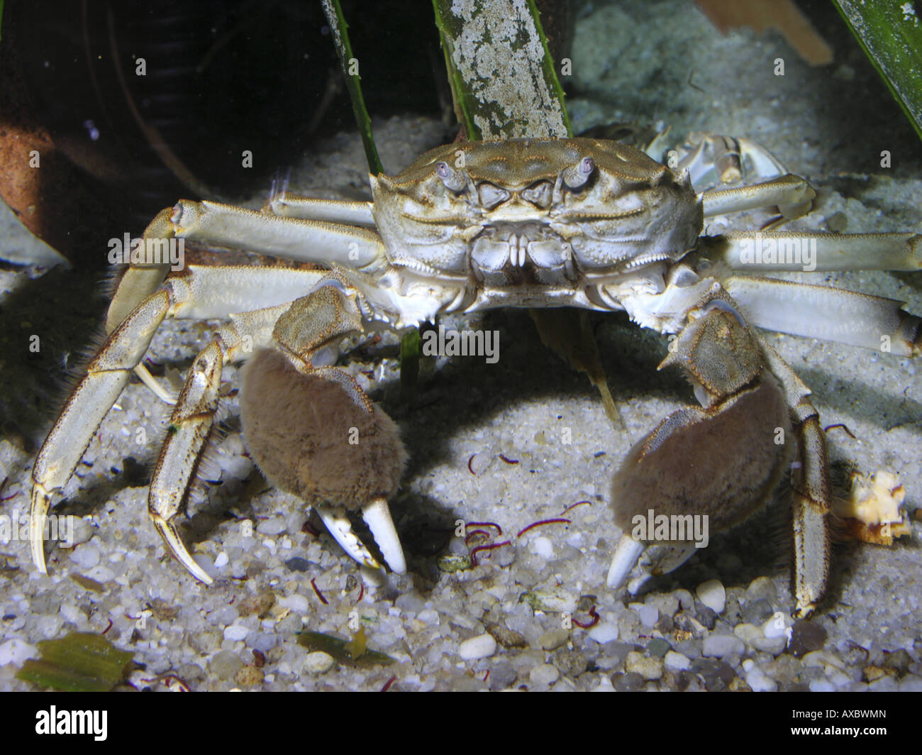 Chinesische Fäustling Krabbe (Eriocheir Sinensis), über sandigen Boden Stockfoto