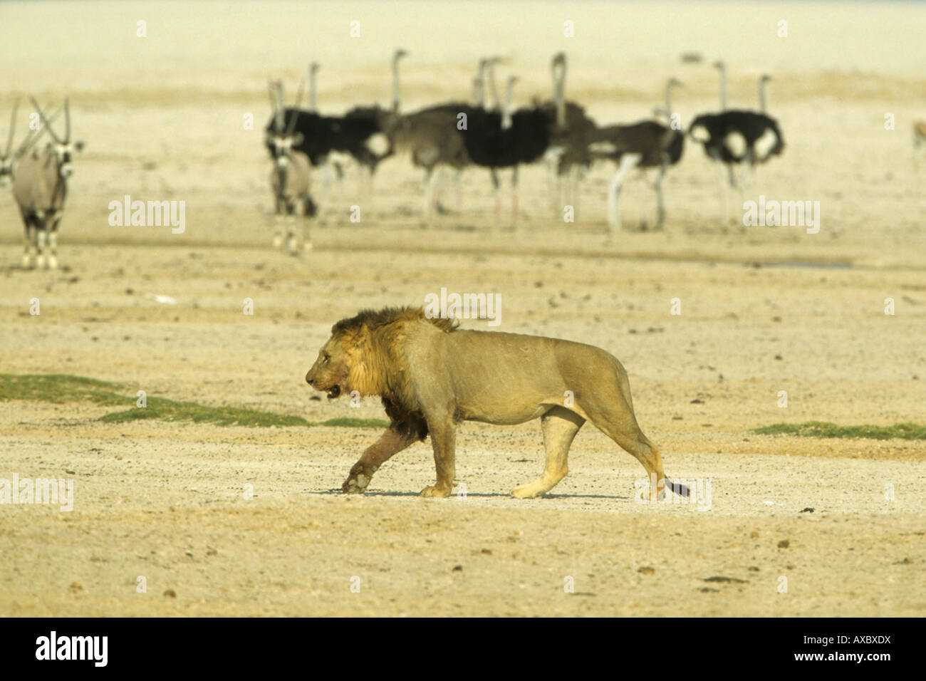 Löwe (Panthera Leo), Wandern, Namibia, Etosha NP Stockfoto