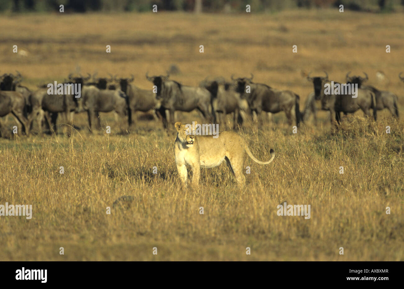 Löwe (Panthera Leo), vor Wildbeests, Kenia Stockfoto