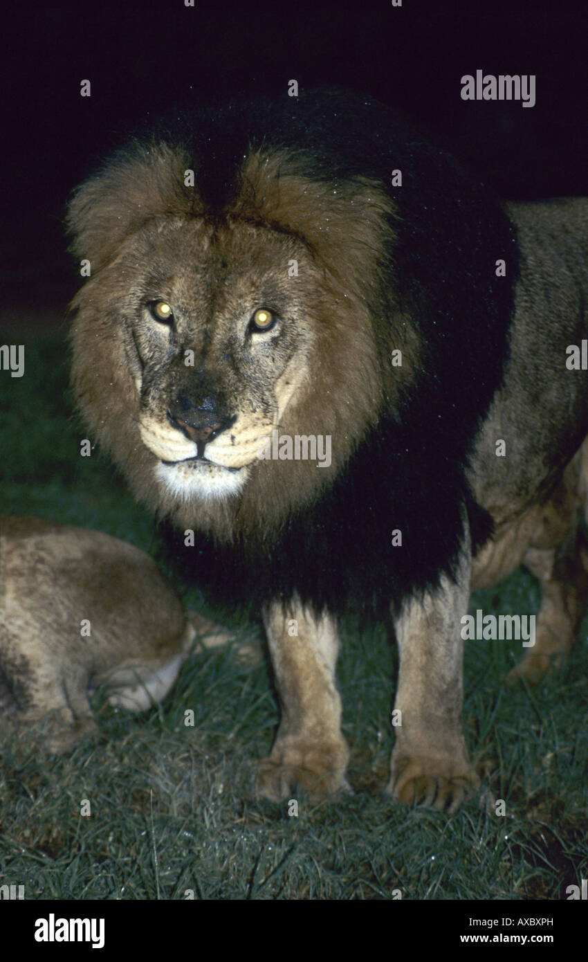Löwe (Panthera Leo), männliche in der Nacht, Kenia Stockfoto