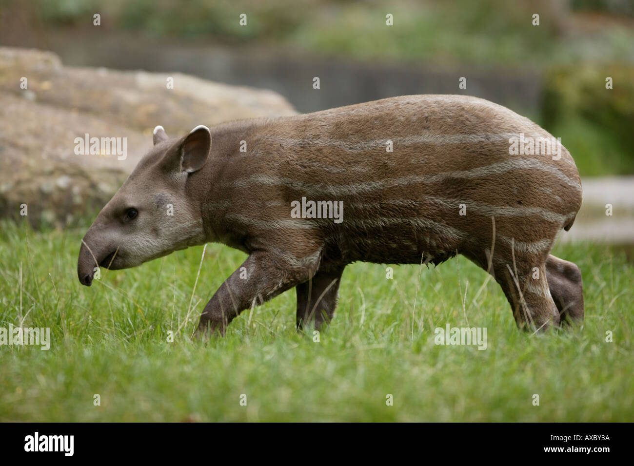 junge Flachland Tapir - Tapirus terrestris Stockfoto