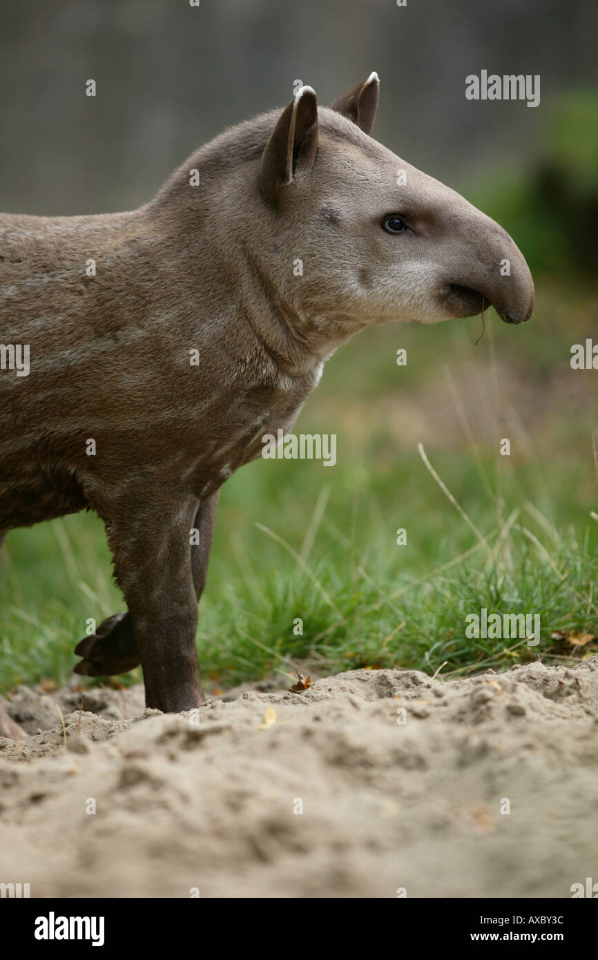 junge Flachland Tapir Porträt - Tapirus terrestris Stockfoto