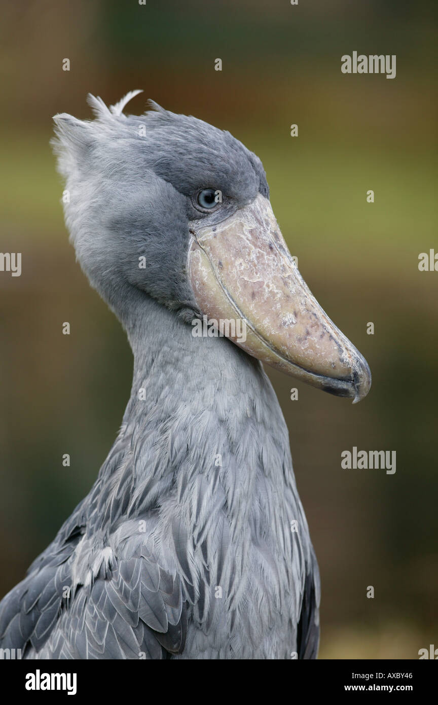 Schuhschnabel Vogel Fotos Und Bildmaterial In Hoher Aufl sung Alamy schuhschnabel-vogel-fotos-und-bildmaterial-in-hoher-aufl-sung-alamy