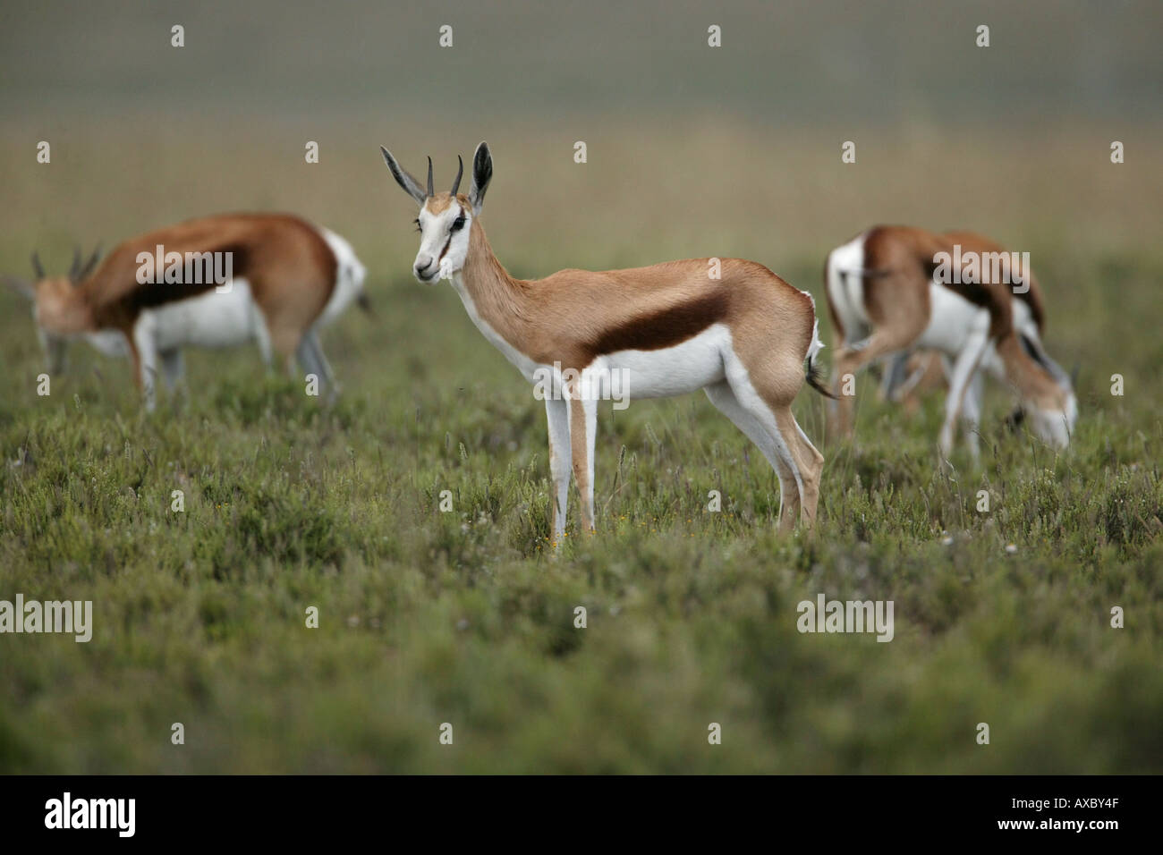 Springbok - Antidorcas marsupialis Stockfoto