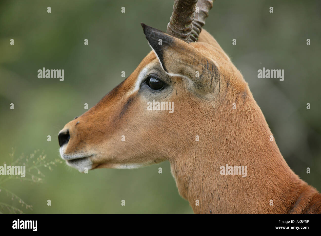Impala-Antilopen - Aepyceros melampus Stockfoto