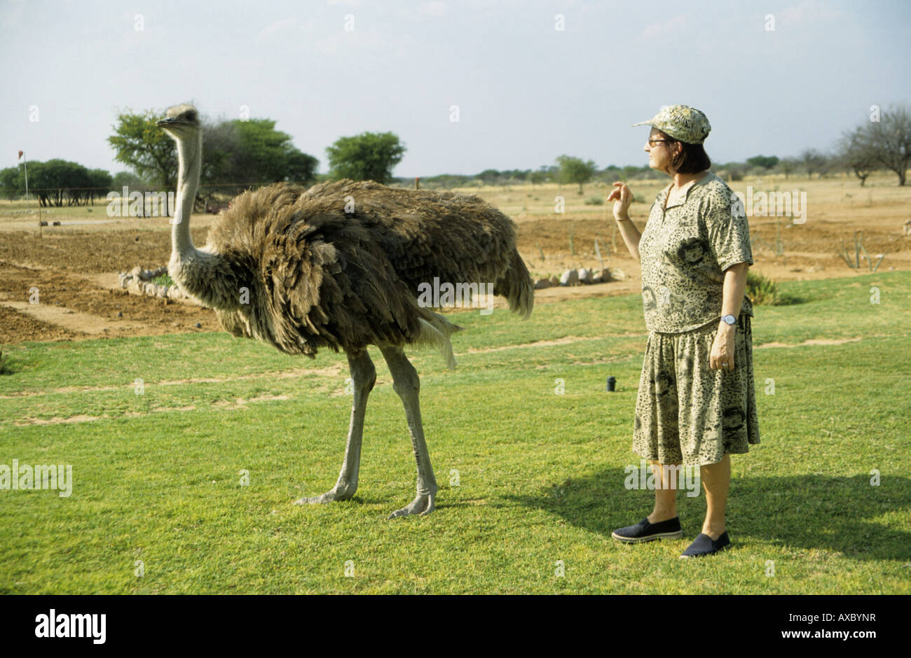 Strauß (Struthio Camelus), zähmen individuell auf einer Farm, Namibia Stockfoto