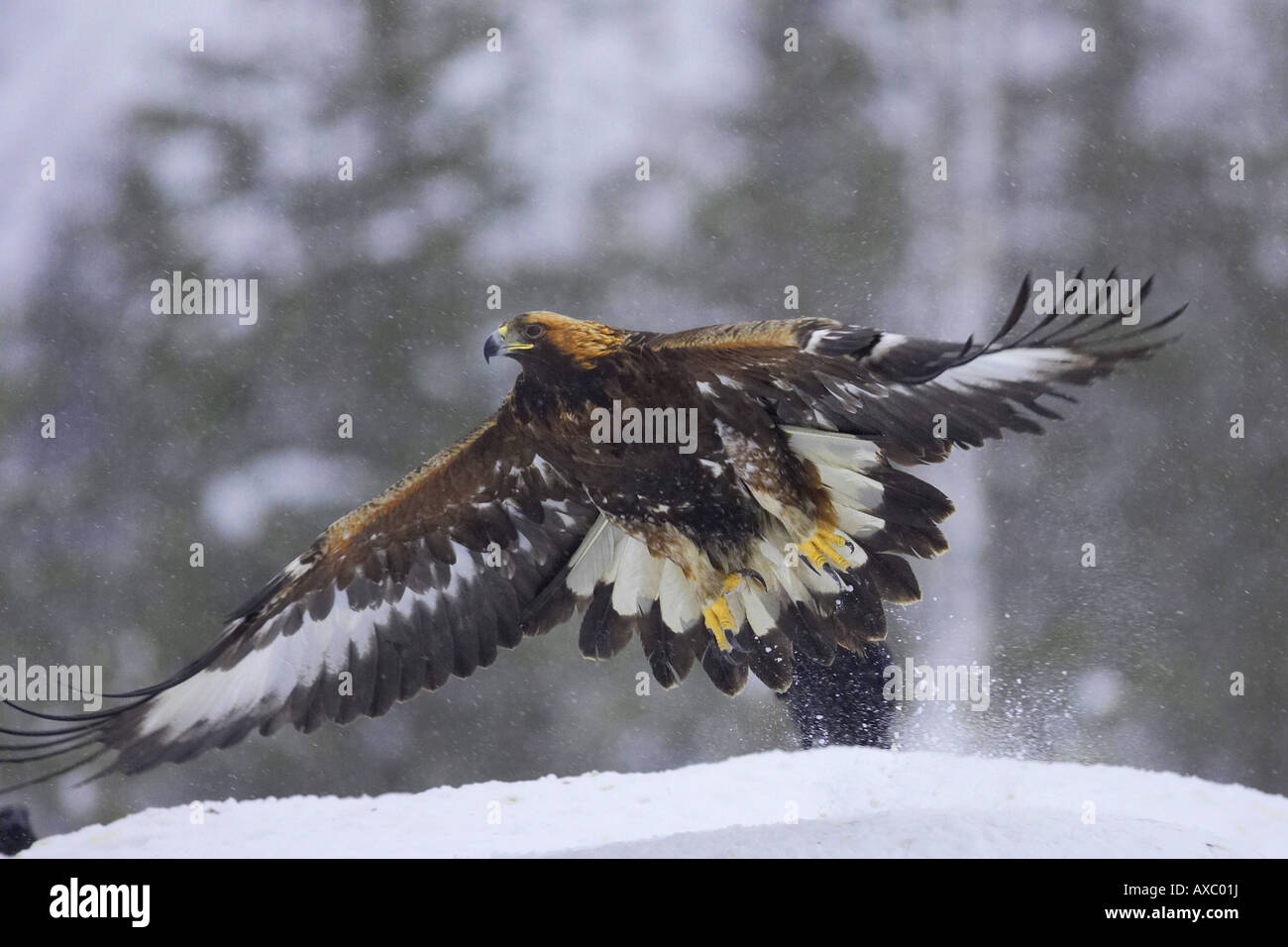 Steinadler (Aquila Chrysaetos), fliegen bei Schneeflocke, Finnland Stockfoto