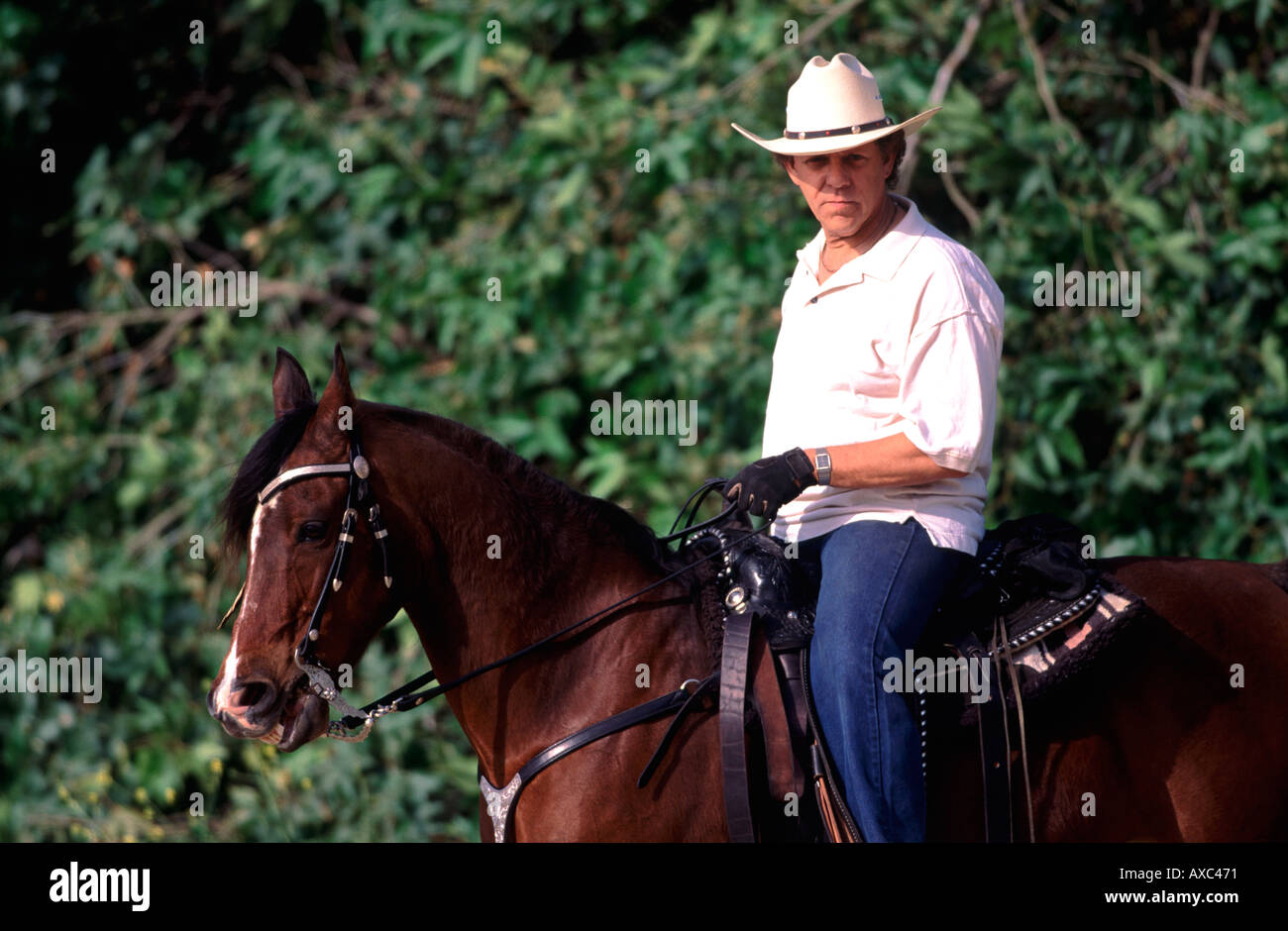 Männliches Model Reiten Westernstil auf polnische Vollblutaraber Stockfoto