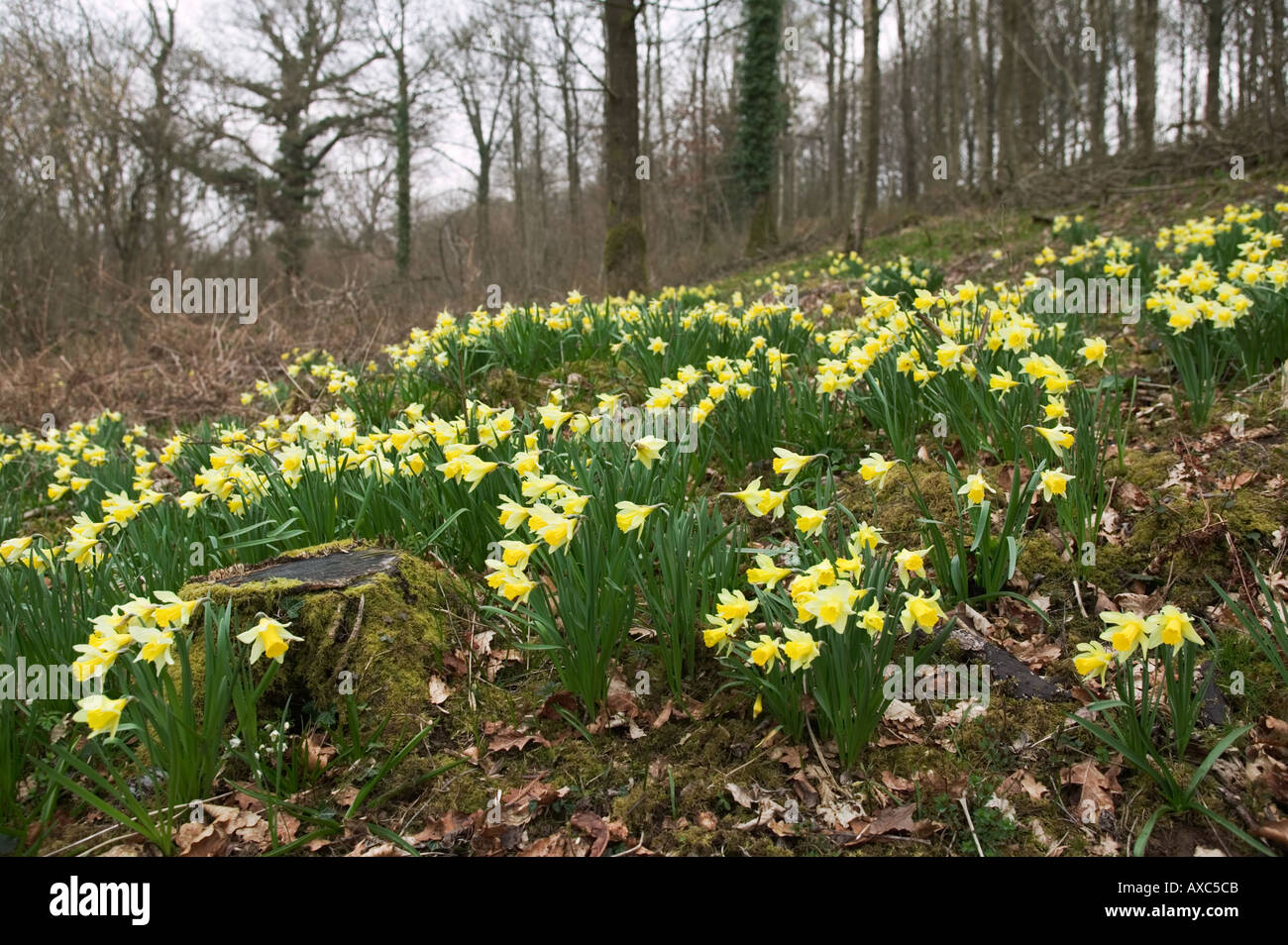 Wilde Narzissen Narcissus Pseudonarcissus in der Nähe von Levens Cumbria seltene einheimische britische Birne Stockfoto