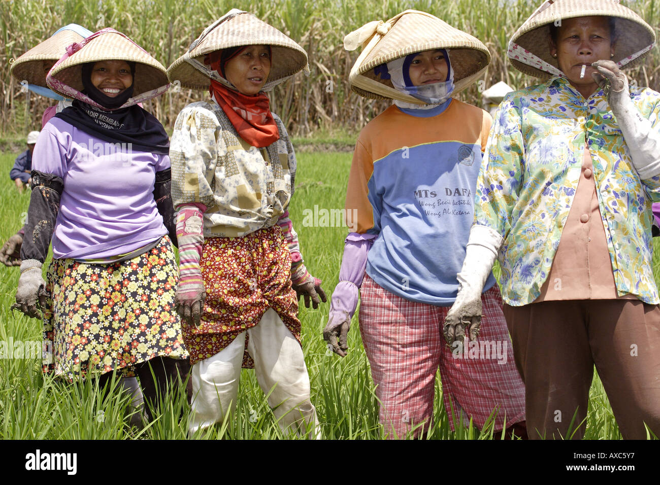 Frauen Reis Paddy Cirebon Java Indonesien Stockfoto