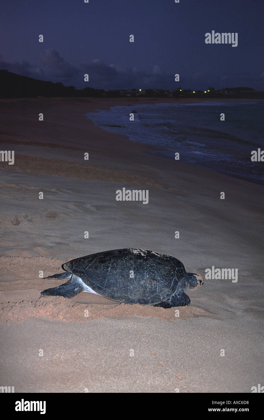 grüne Schildkröte auf Strand von Ascension Island und werde zurück ins Meer Stockfoto